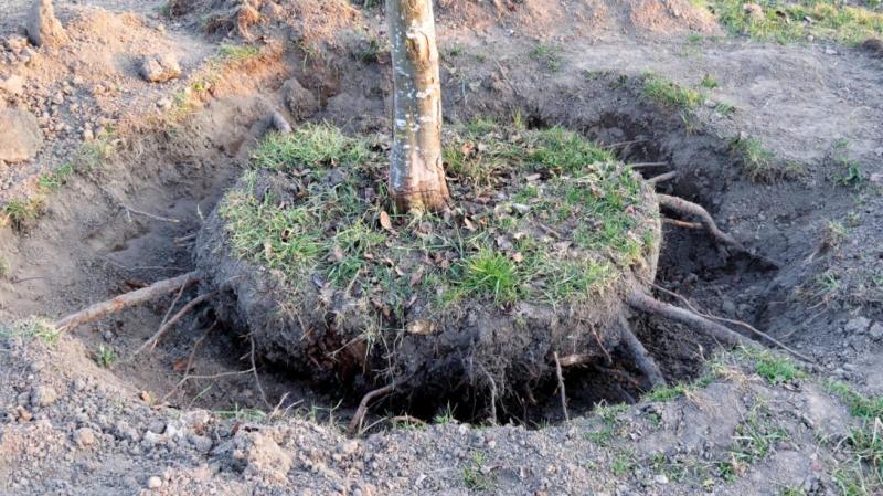 Tout savoir sur l'&eacute;lagage &agrave; Toufflers pour des arbres en pleine sant&eacute;