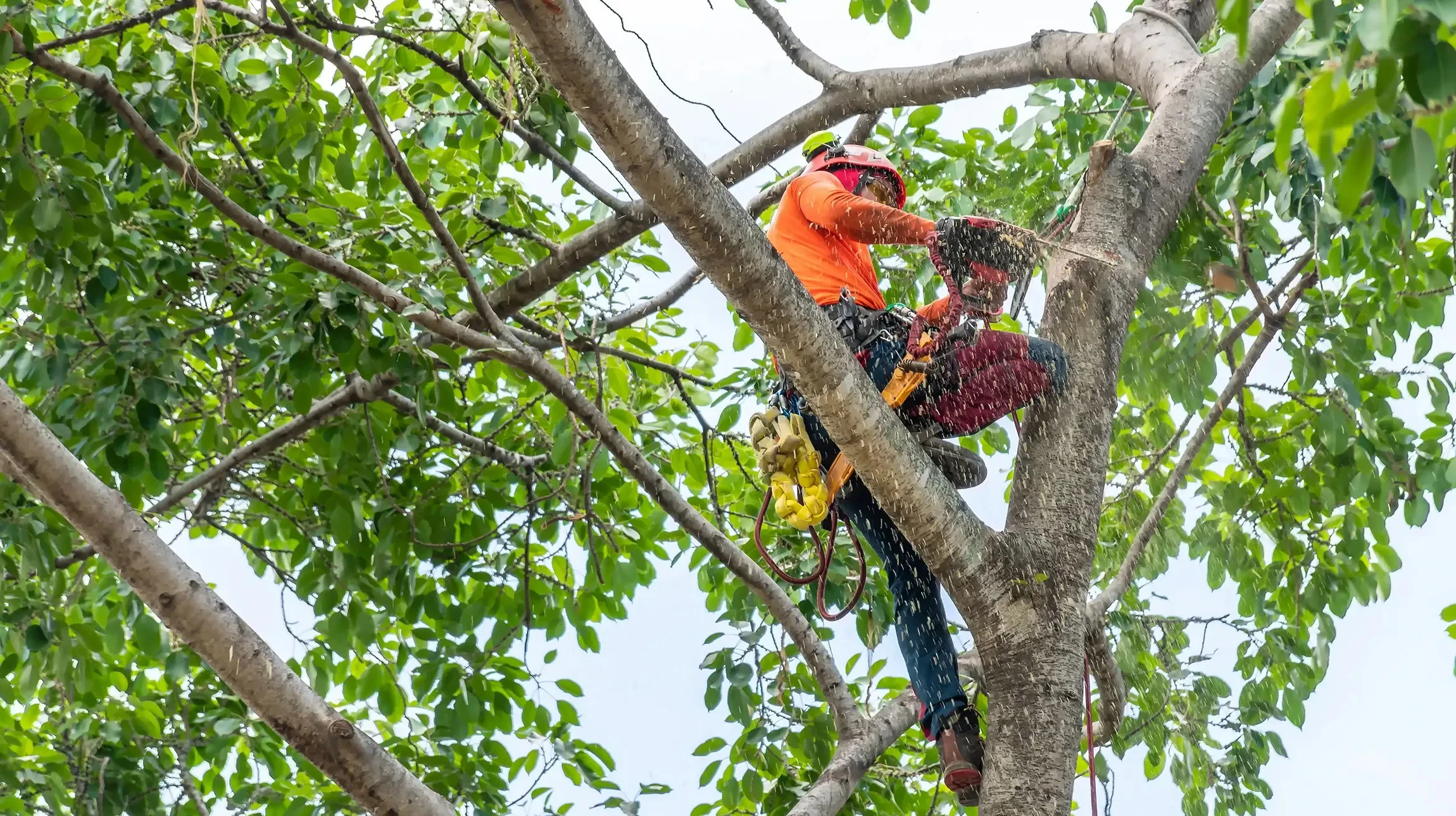 élagage printanier du jardin par des secateurs, prise en charge des arbres et des buissons