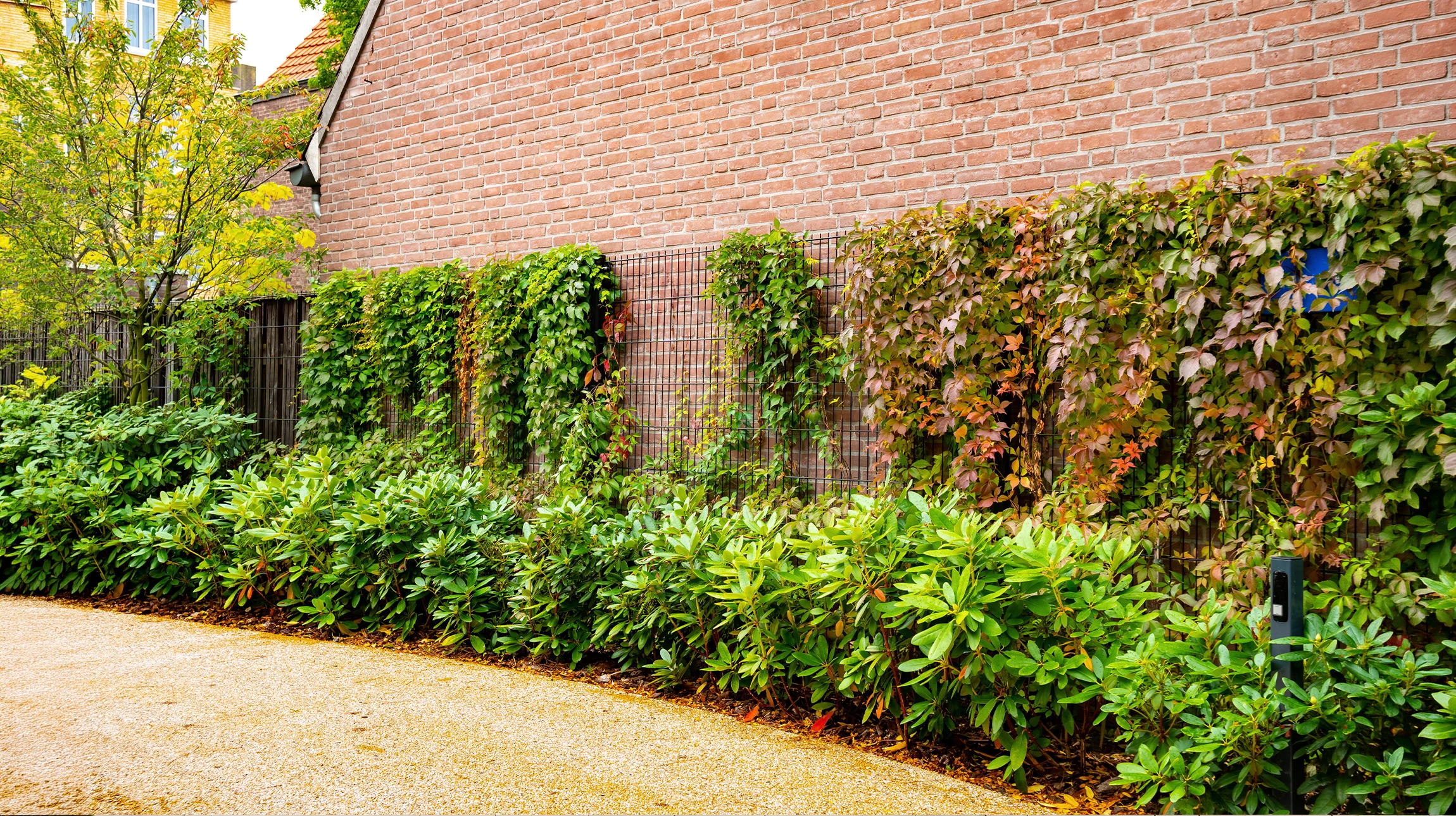 Jardin résidentiel moderne avec pelouse fraîchement installée, allée en dalles de béton rectangulaires, plantations récentes dans paillis brun